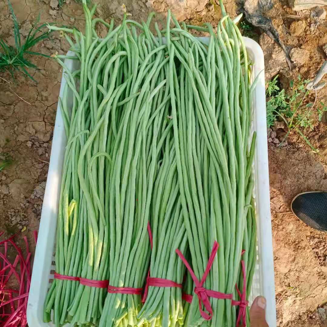 翠绿豆角种子  产量高，颜色漂亮，采收期长，抗病。抗高温。