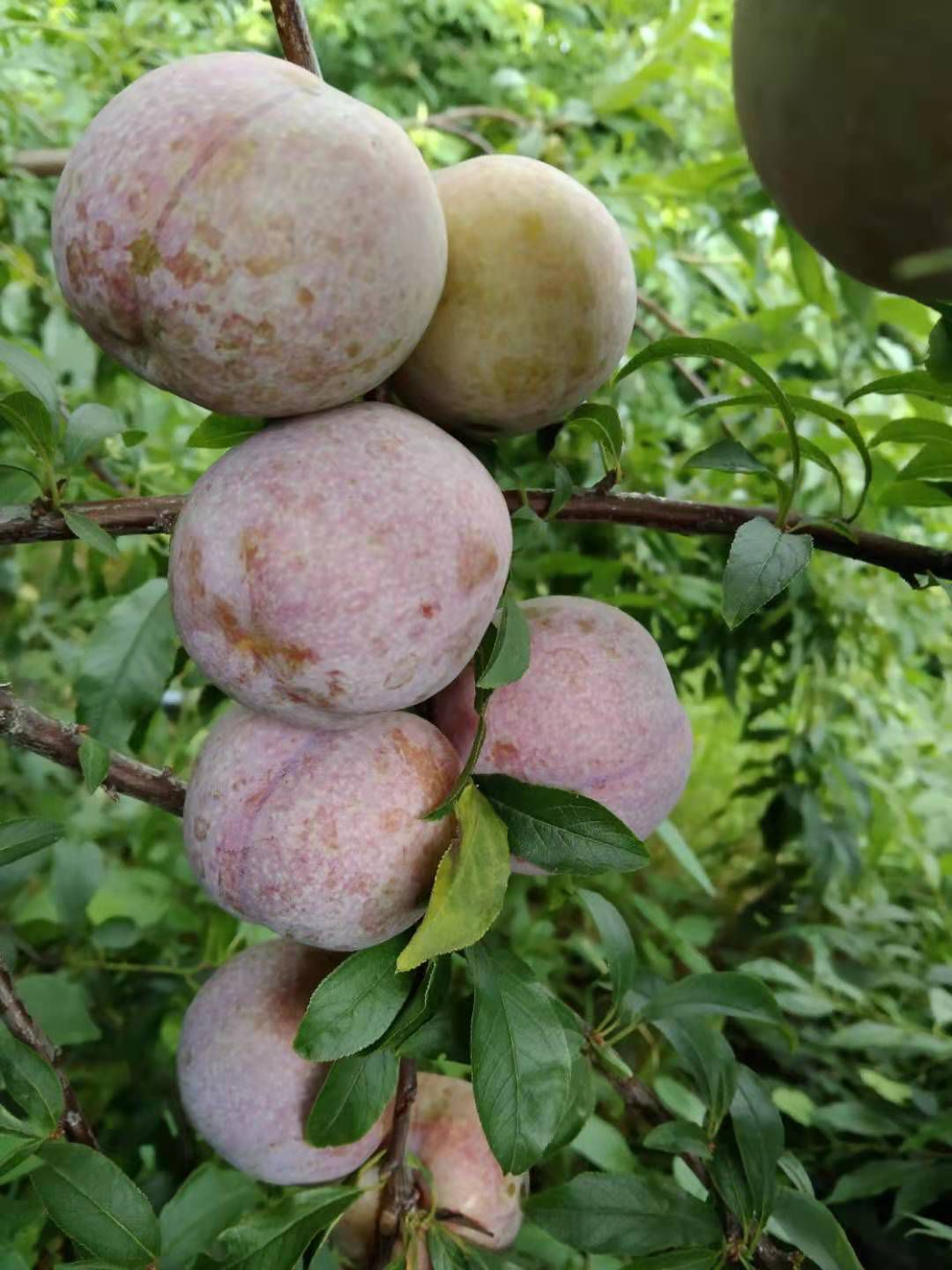  大家好，这是我家种的钱排银妃三华李。现在大量市，欢迎找我订购