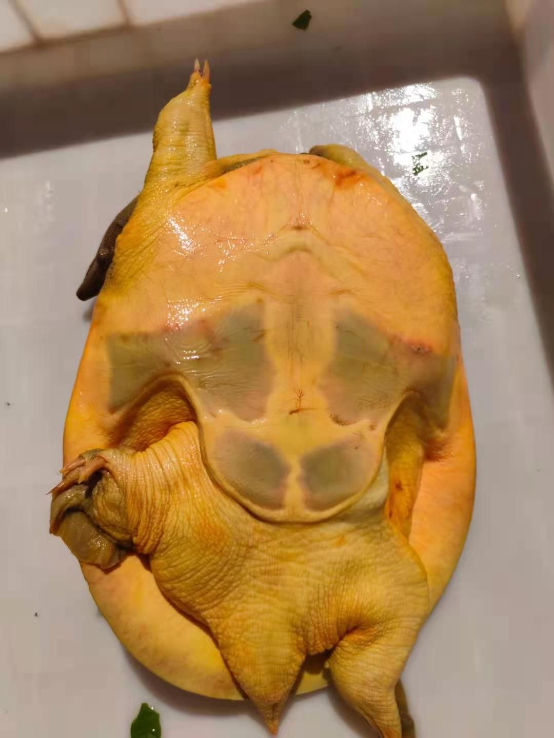 黄沙鳖 广东省热卖精品黄甲鱼水鱼团鱼上黄下黄荷塘养殖基地直供