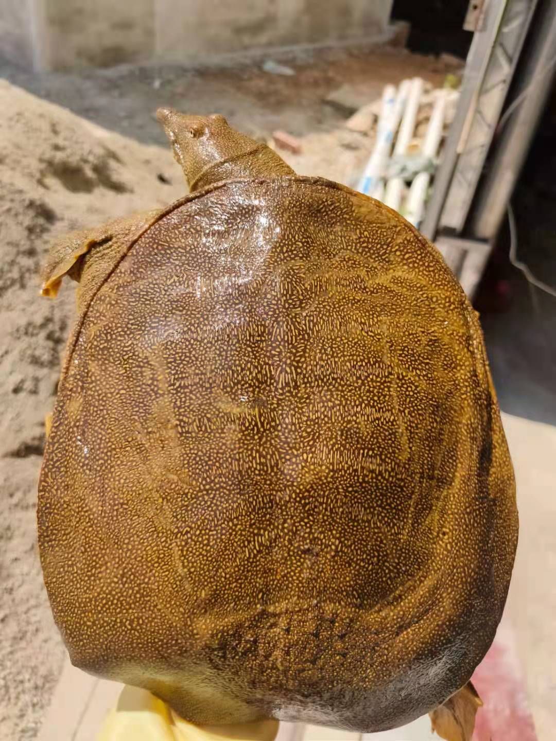 黄沙鳖 广东省热卖精品黄甲鱼水鱼团鱼上黄下黄荷塘养殖基地直供