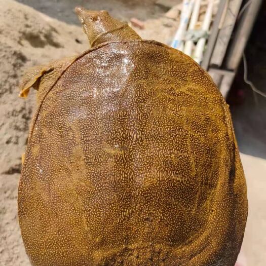 清远黄沙鳖 广东省热卖精品黄甲鱼水鱼团鱼上黄下黄荷塘养殖基地直供