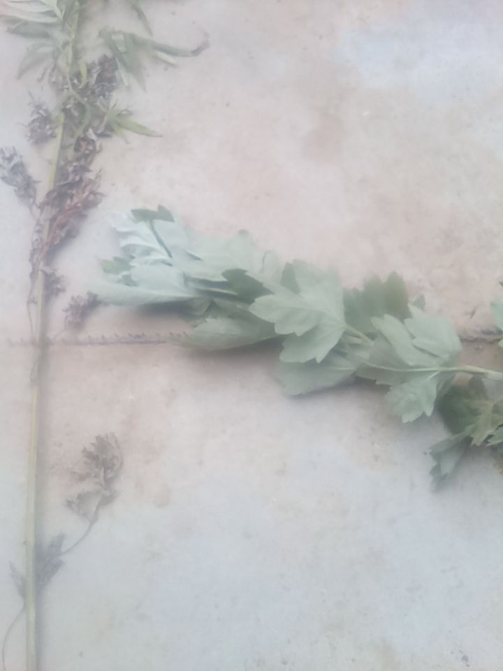 艾叶/艾草/艾绒