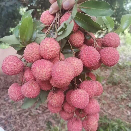 广州桂味荔枝 荔枝，桂味，小籽