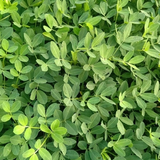 灵璧县花生秧 2021新货花生秸秆 预订