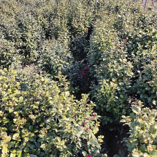 九江 江西茶花2公分九江茶花山茶花5公分茶花7公分茶花牡丹七星