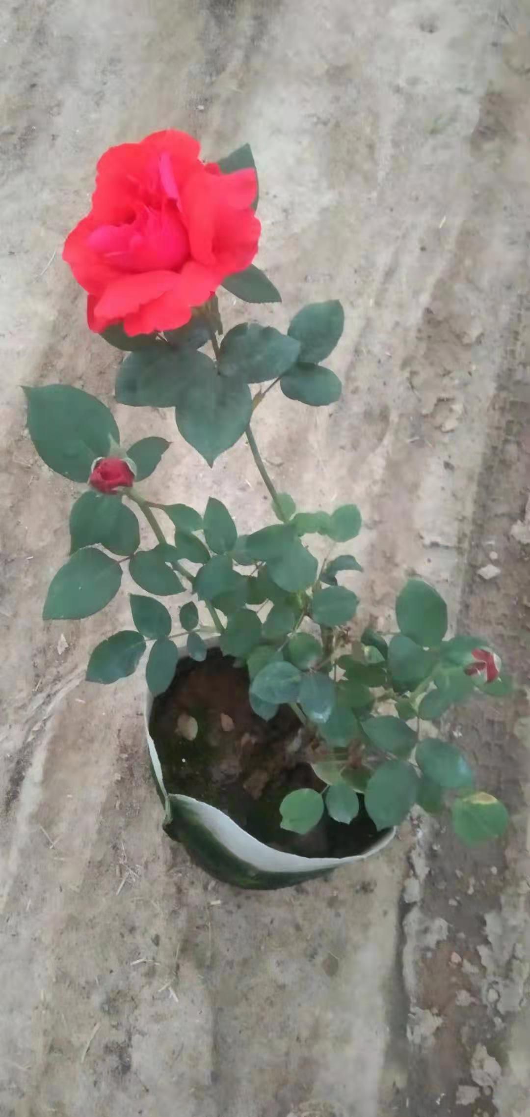 大花月季 月季花品种全价格优适合各种工程绿化。