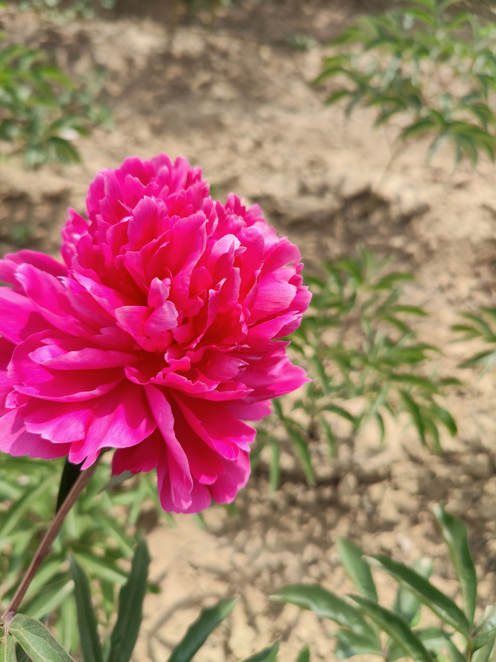高杆红  观赏芍药  大花芍药    重瓣芍药