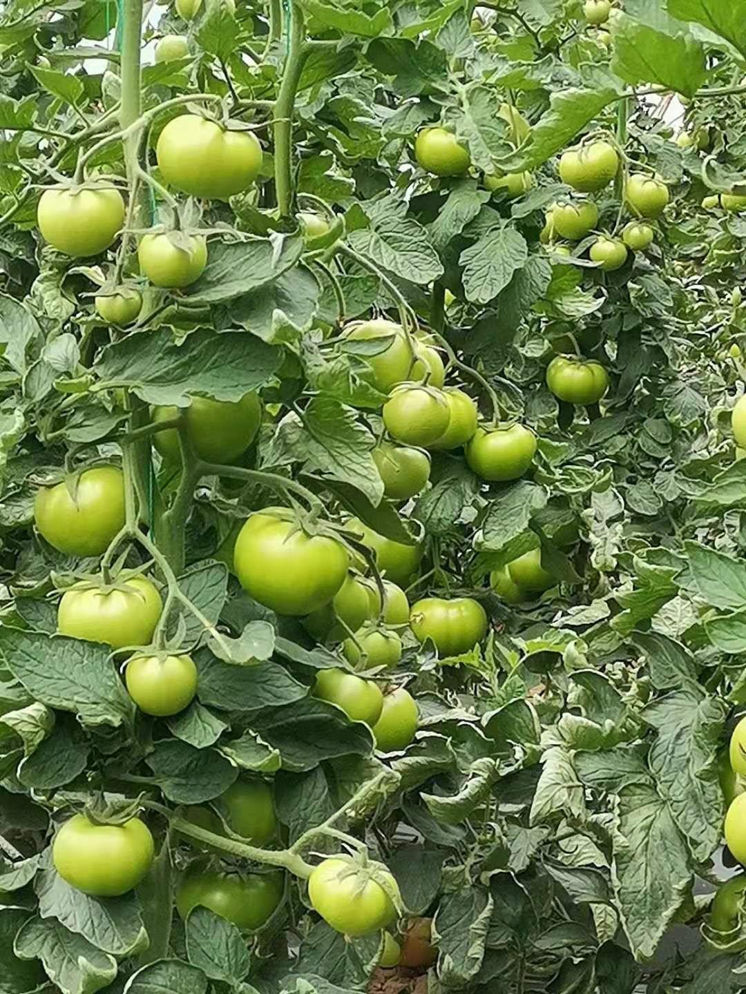 硬粉西红柿苗 —科雷娜 秋延迟 越冬 早春 硬粉番茄品种