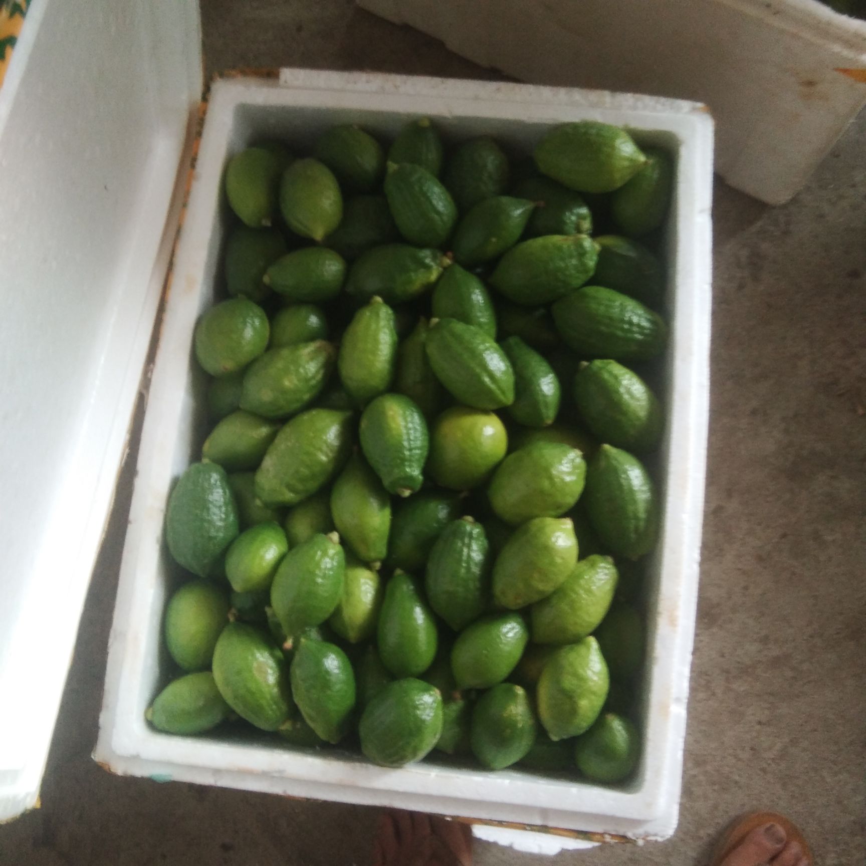 香水柠檬 广西壮族自治区玉林市博白县 无籽 