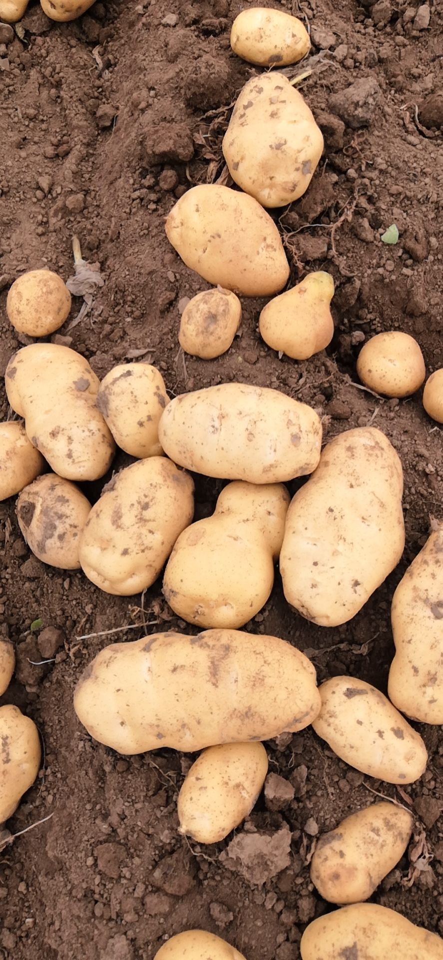 荷兰土豆  荷兰十五土豆已大量上市