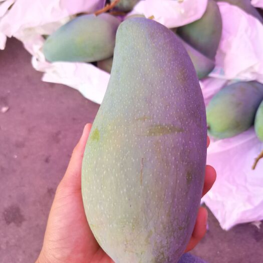 永德县 金煌芒，大青芒