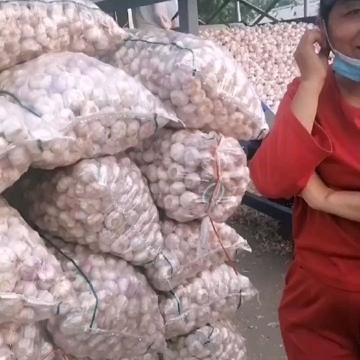 邳州市精品净蒜红皮蒜