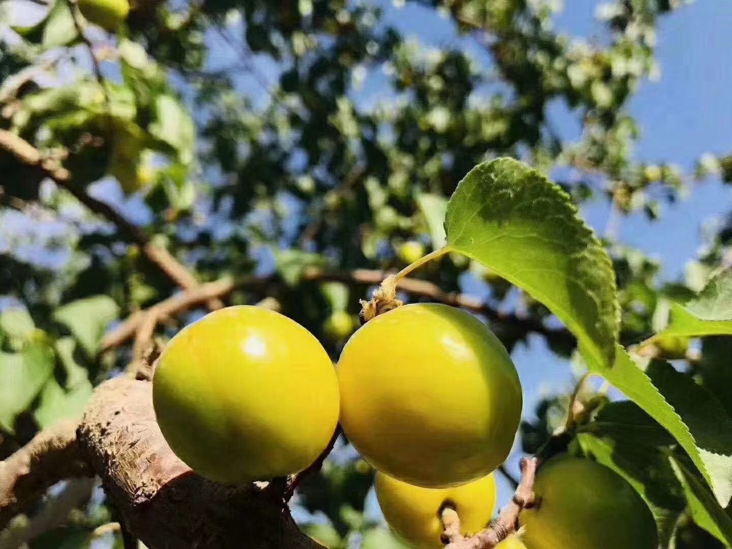 [爆款]2025新疆轮台匡装小白杏批发团购大量出货抢购中