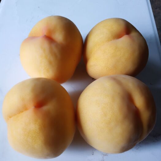随县施农家肥的黄金蜜桃
