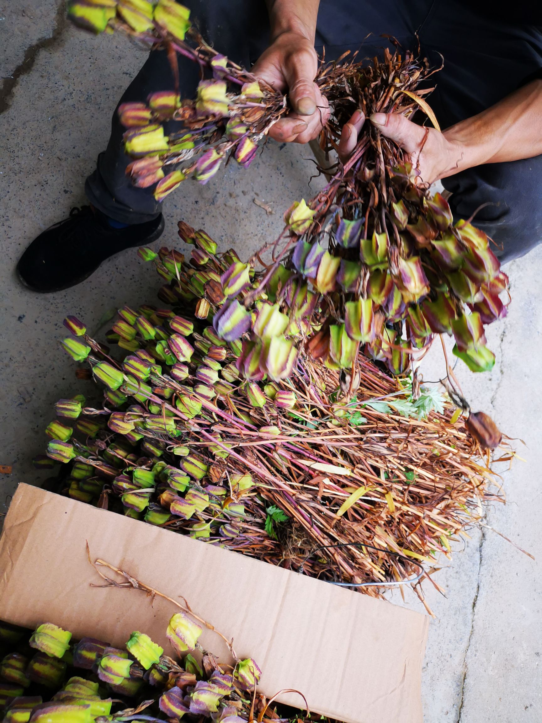 贝母种子  川贝