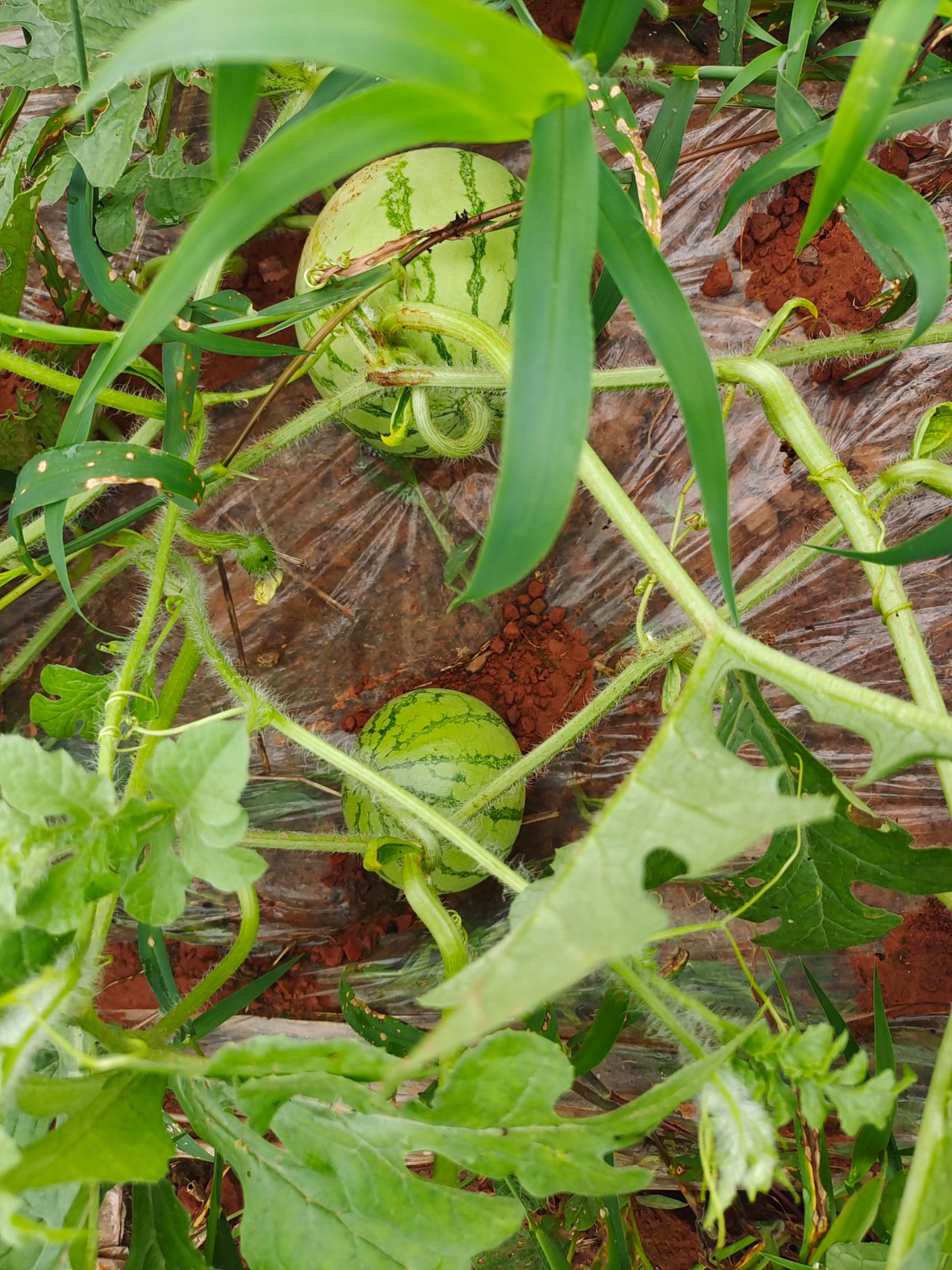 沙漠西瓜   冰糖麒麟西瓜，糖份15度，大山里种植
