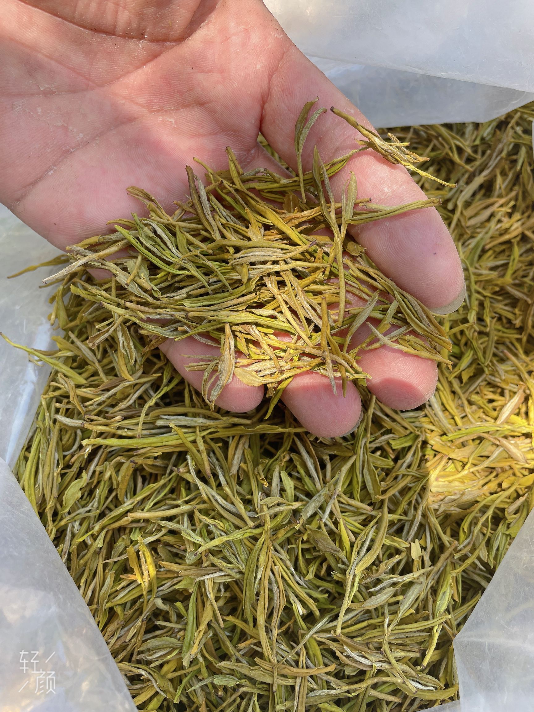 黄金茶  黄金芽