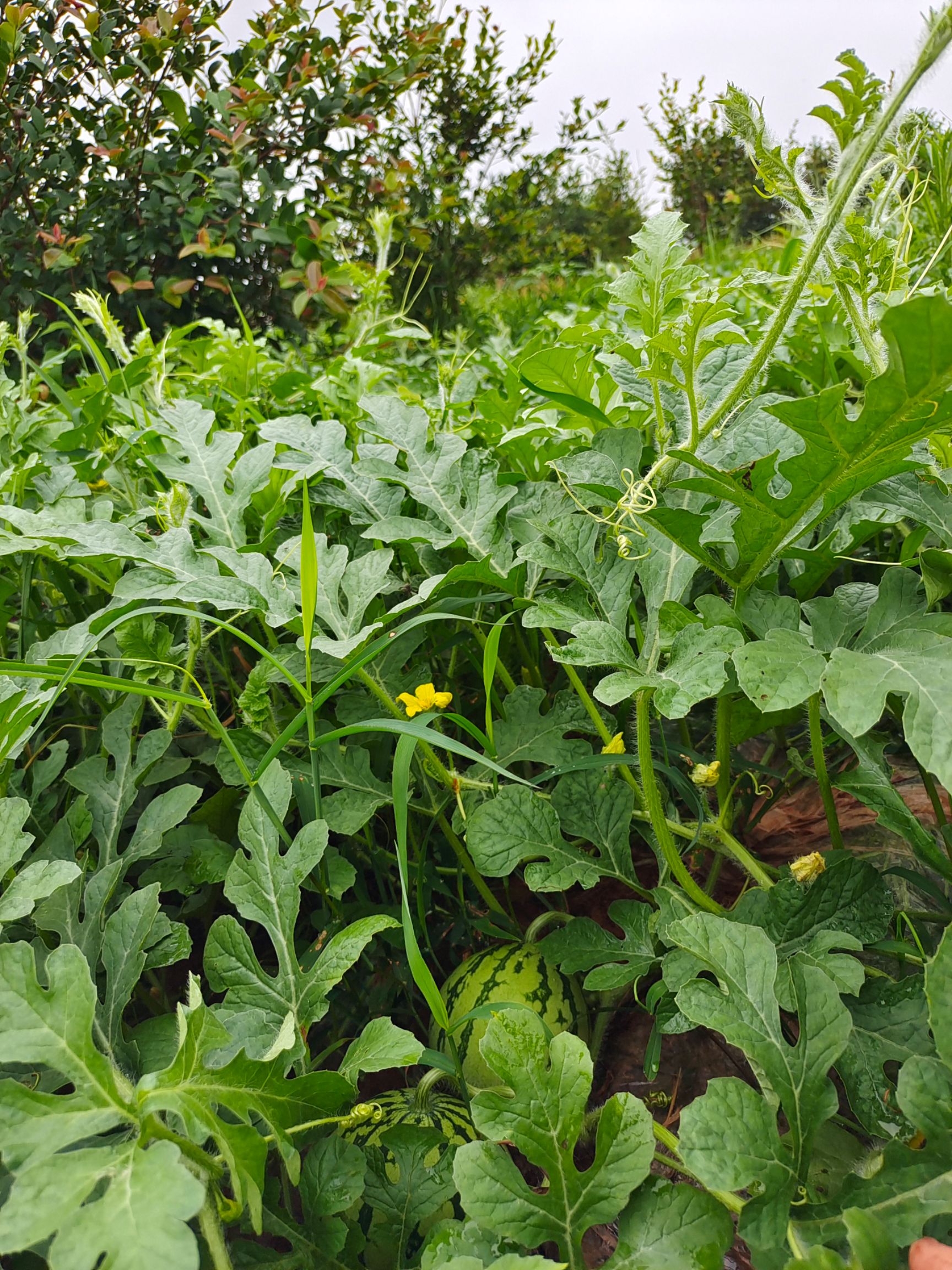 沙漠西瓜   冰糖麒麟西瓜，糖份15度，大山里种植