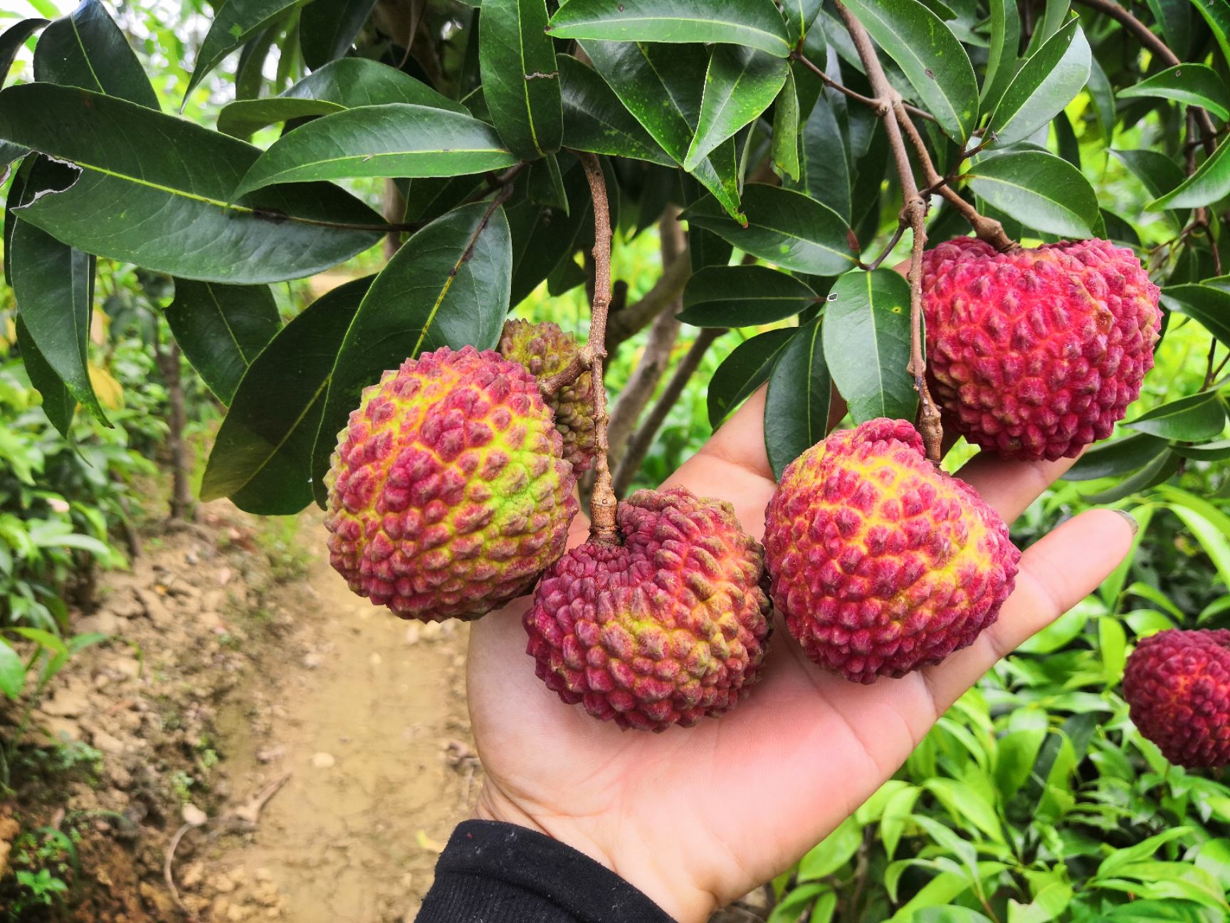 广西灵山县荔枝王苗 火山岩荔枝王荔枝嫁接苗紫娘喜荔枝苗