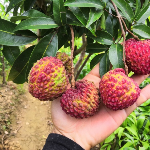 灵山县荔枝王苗  火山岩荔枝王荔枝嫁接苗紫娘喜荔枝苗