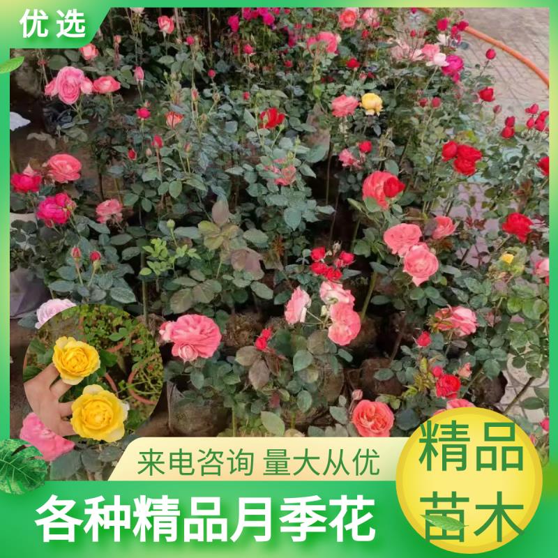  月季  精品月季   树桩月季，大花月季