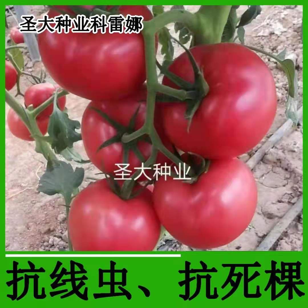 硬粉西红柿苗 —科雷娜 秋延迟 越冬 早春 硬粉番茄品种