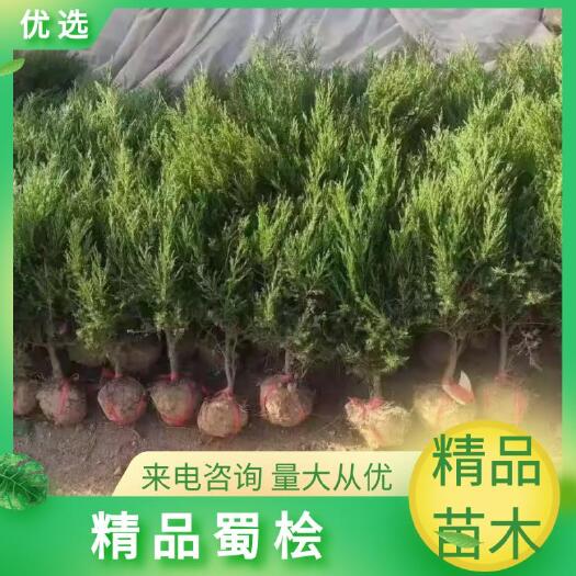 沭阳县蜀桧；塔柏   精品塔柏，大量供应批发零售，