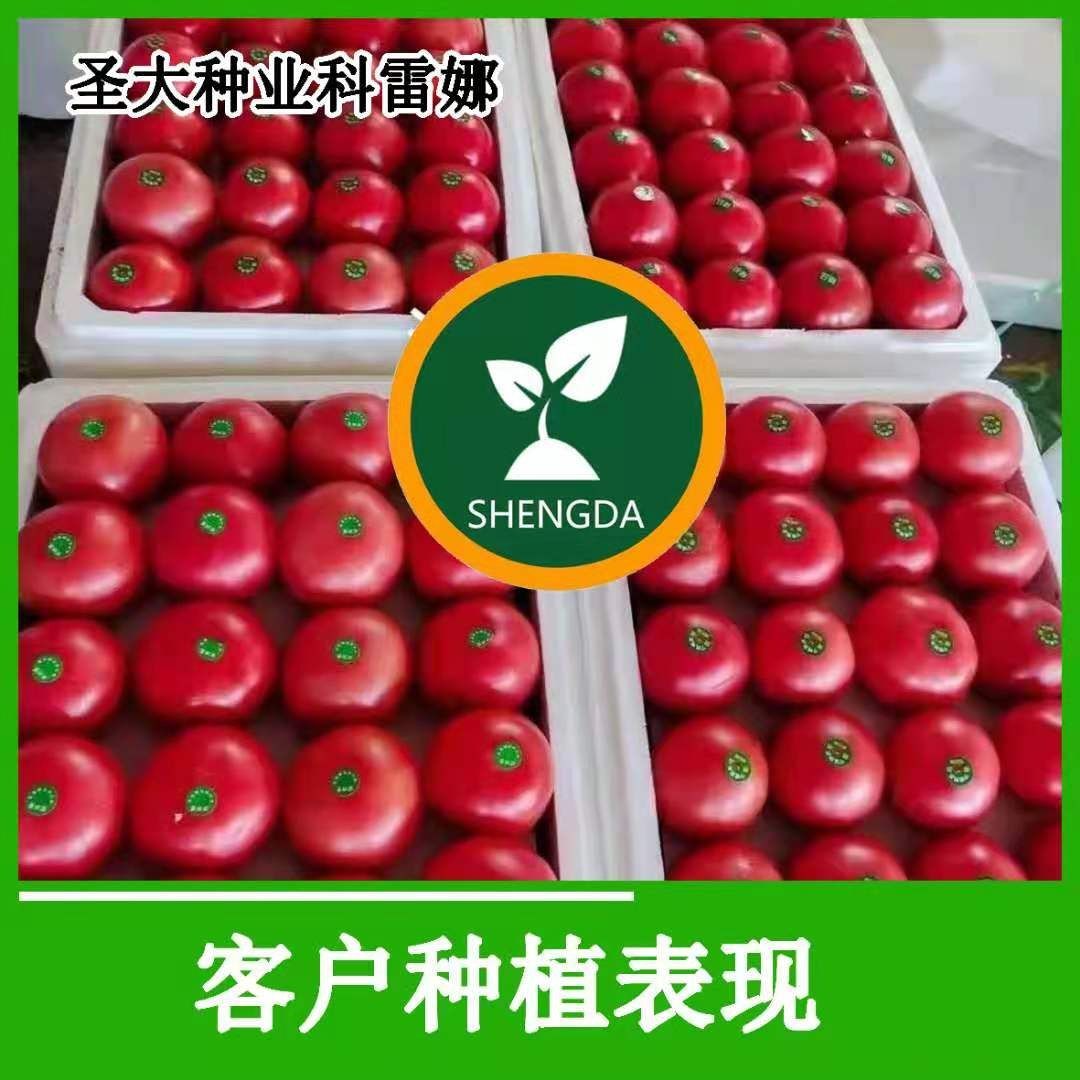 硬粉西红柿苗 —科雷娜 秋延迟 越冬 早春 硬粉番茄品种