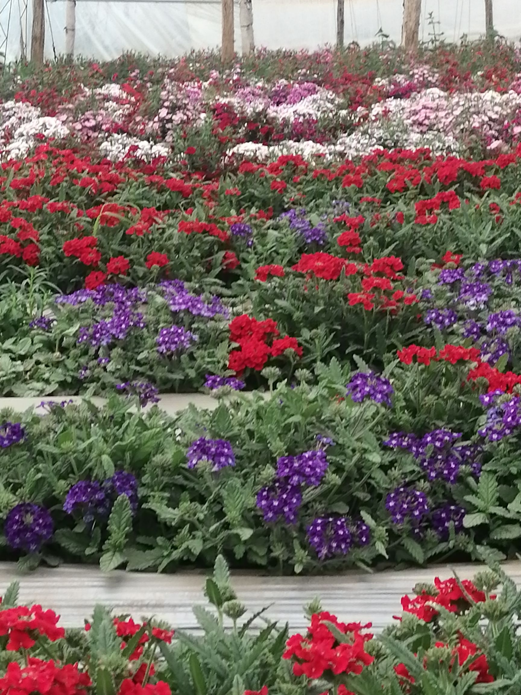  种植基地，盘试花草角堇各种颜色，五彩石竹，美女樱