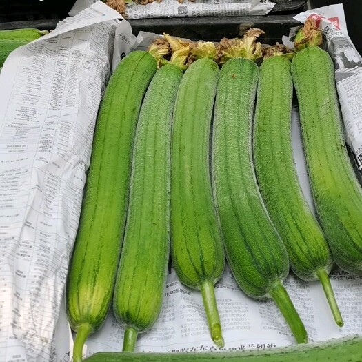 广汉市肉丝瓜  丝瓜精品
