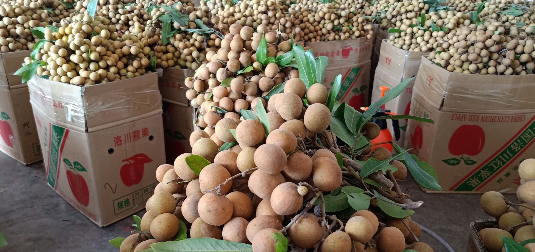 龙眼大量上市中，果园直供，货量充足，量大从优，价格美丽