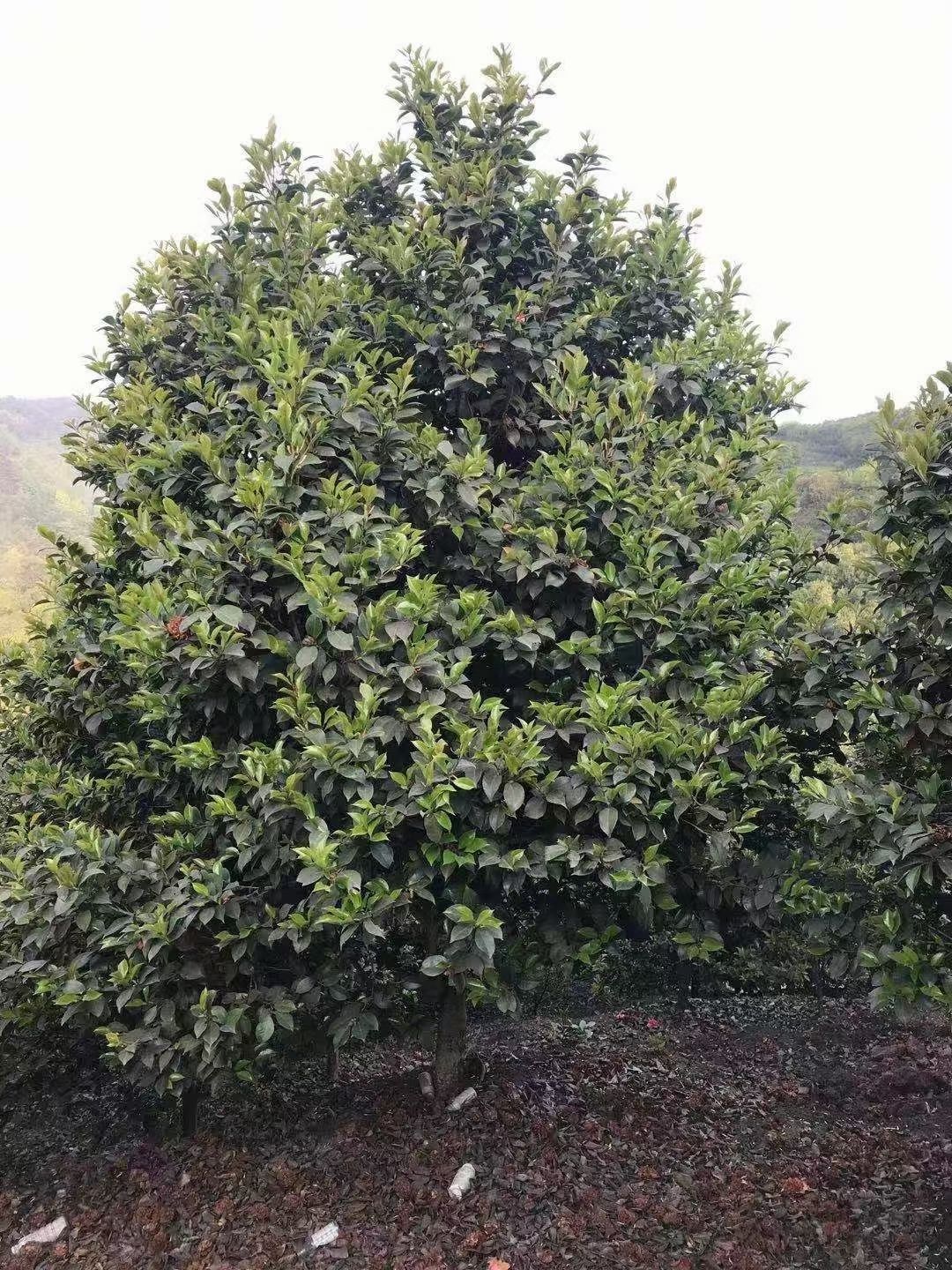  江西茶花2公分九江茶花山茶花5公分茶花7公分茶花牡丹七星