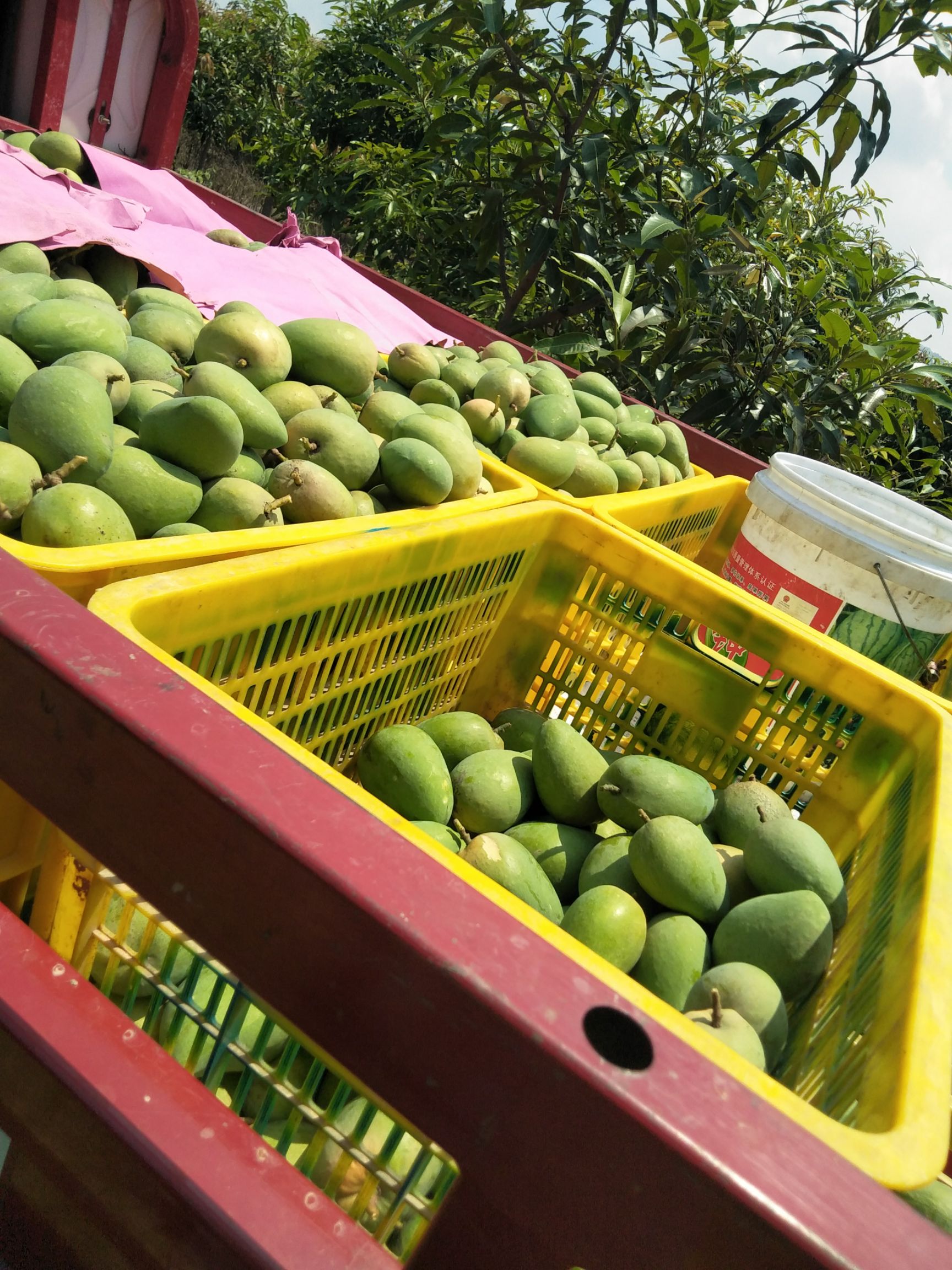  台农芒果