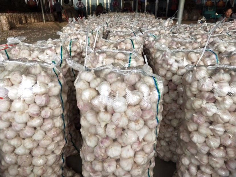 金乡大蒜新鲜干蒜