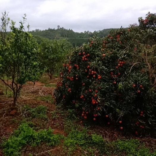 灵山县桂味荔枝  广西灵山桂味