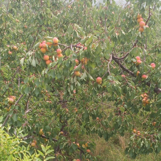易县丰园红杏 串枝红杏