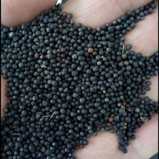 大邑县 油菜籽 精品出油量大 四川成都大邑县 支持上门验货