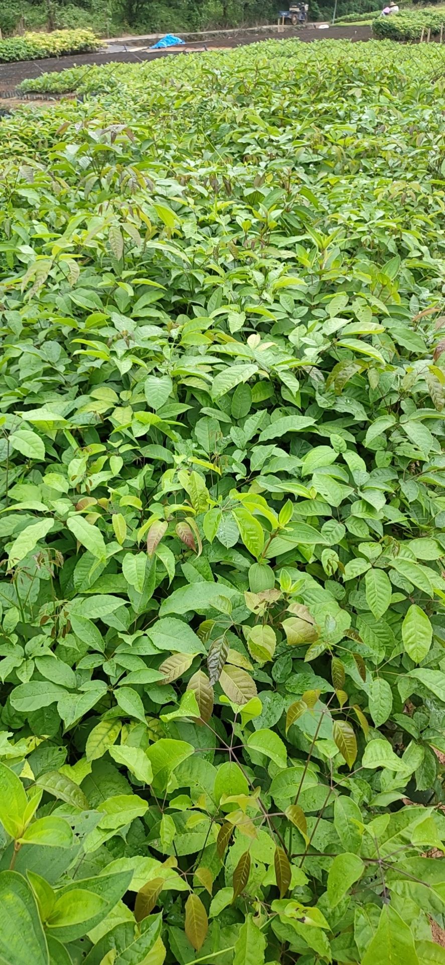 紫花风铃木 紫花枫铃木