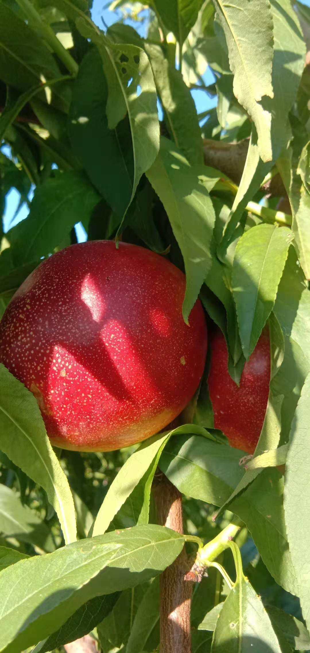 黄油桃 油桃未来1号大量上市中