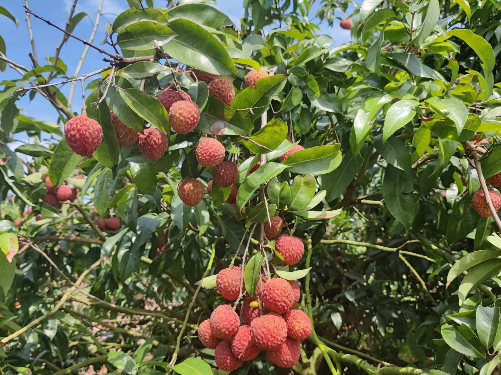 糯米糍荔枝 岭丰糯荔枝