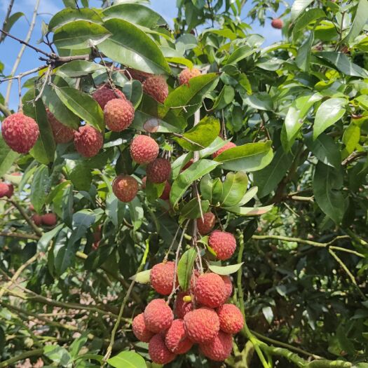 阳西县糯米糍荔枝 岭丰糯荔枝