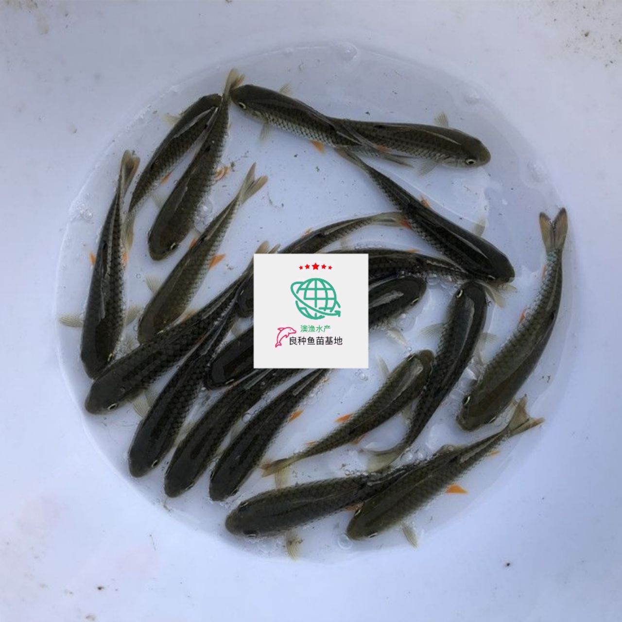 倒刺鲃鱼苗 畅销倒刺军鱼苗，坑娟鱼苗