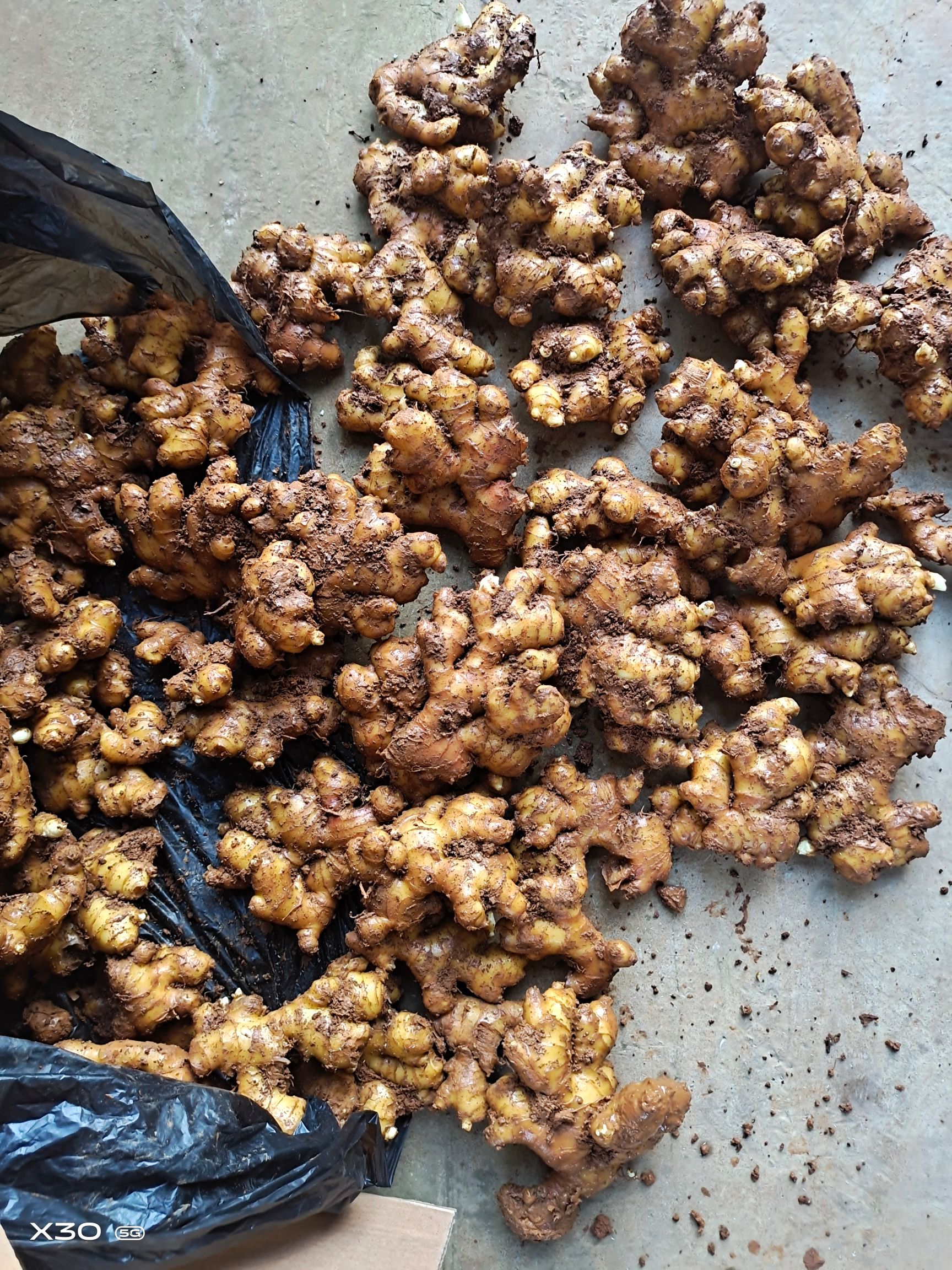 云南小黄姜、鲜姜、姜种统销 产地优质姜块大量售买 可实地看货