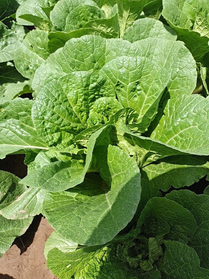 黄心大白菜  精品白菜马上上市，欢迎选购！