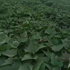 大田西瓜红红薯苗