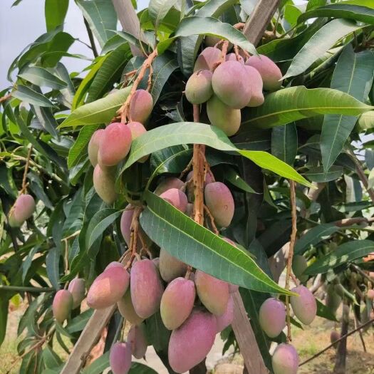 攀枝花贵妃芒  攀枝花芒果各种品种都有