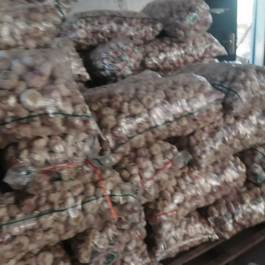 邳州市2022年邳州精品净蒜，红皮蒜，精品包装