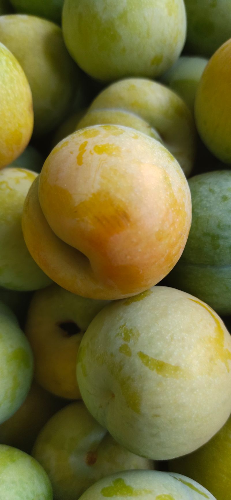 蜂糖李  六马蜂螗李，原产地直供