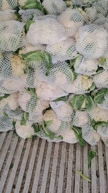 通许县 花菜
