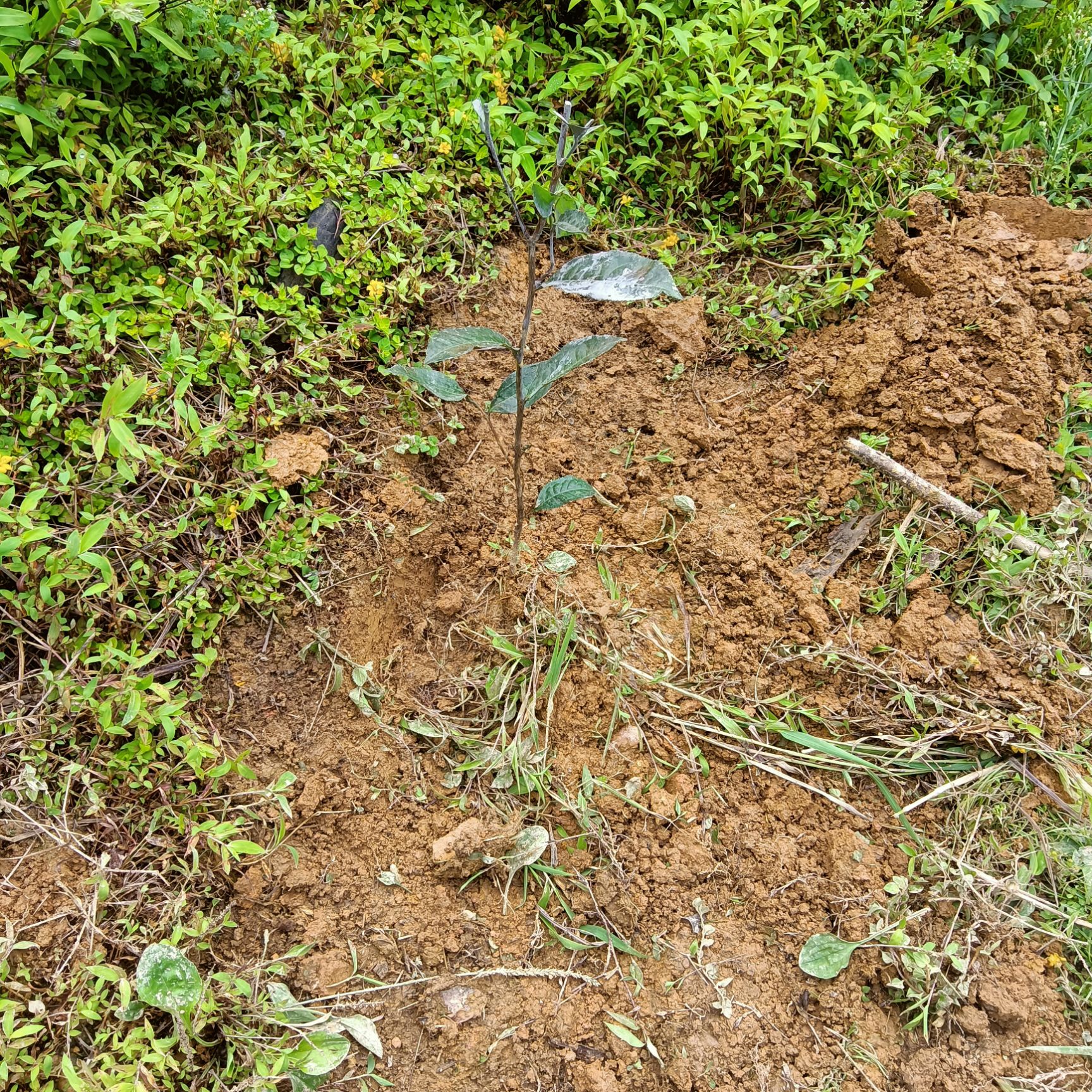 四年大叶种茶苗冰岛昔归班章大叶种茶苗茶树苗茶叶苗普洱茶树苗